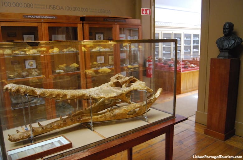 Geological Museum, Lisbon