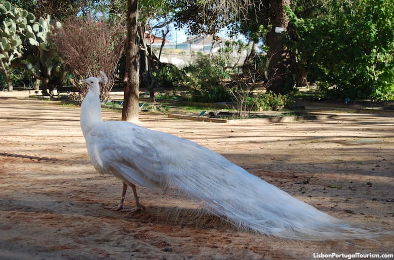 Peacock at the Ajuda Botanical Garden, Lisbon